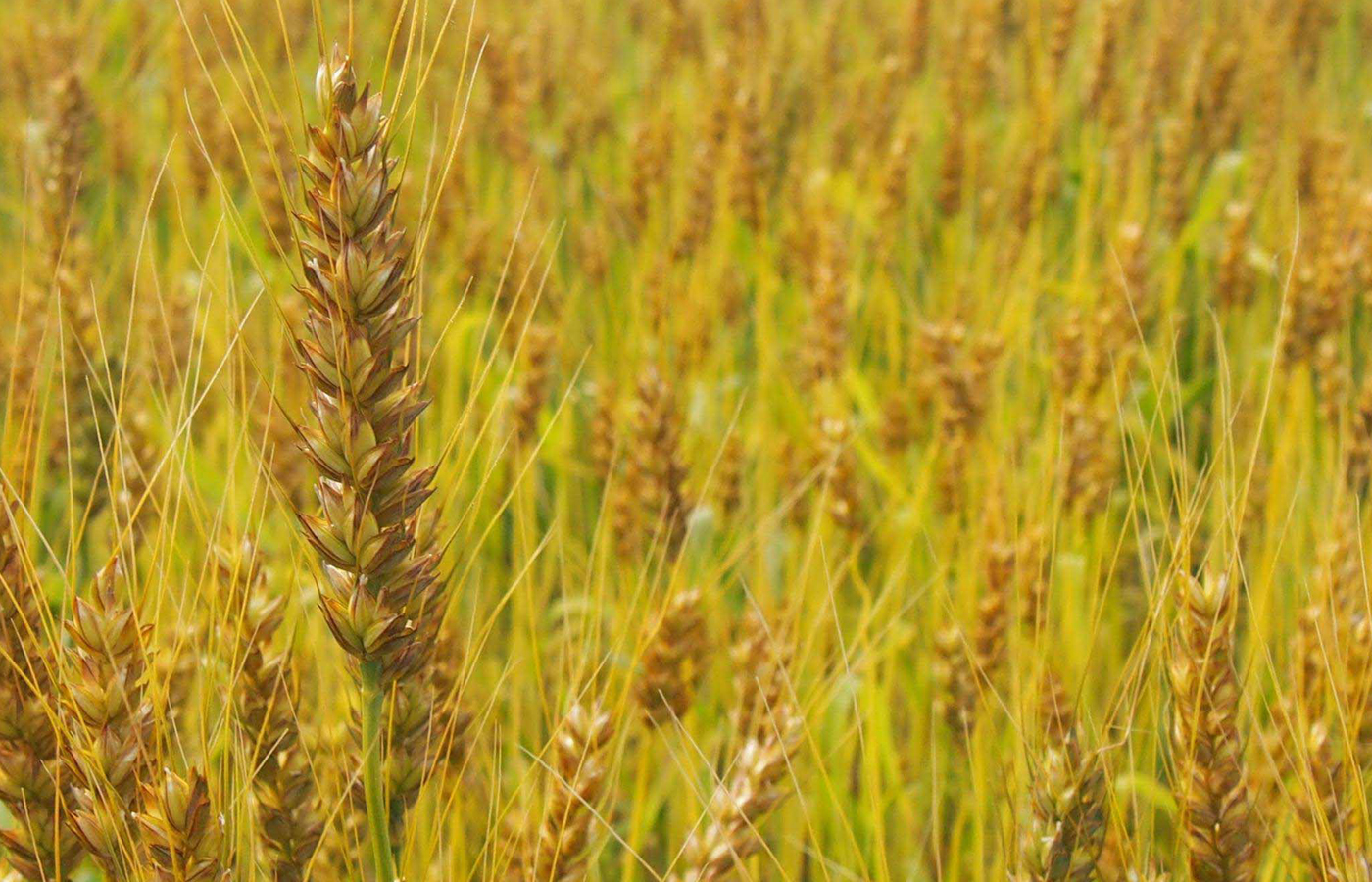 デュラム小麦（品種：セトデュール）：パスタ用小麦